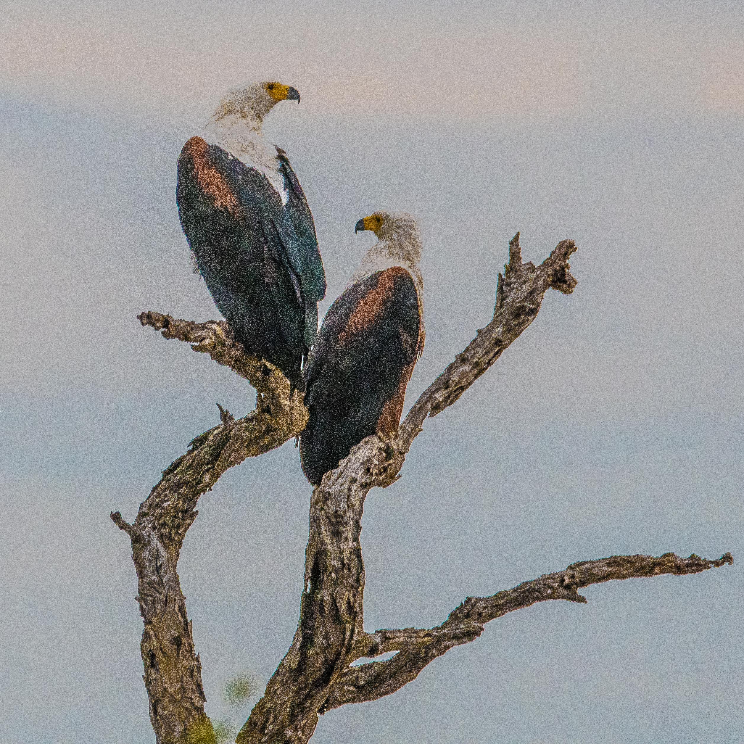 Pygargues vocifères (Fish eagle, Haliaeetus vocifer), couple adulte, Chobe National Park, Botswana.